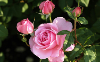 Розовые бутоны