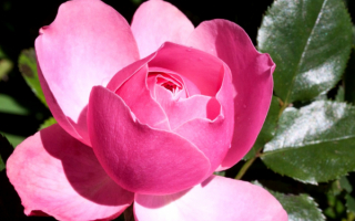 Розовый бутон розы