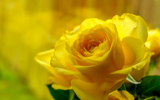 Желтая роза