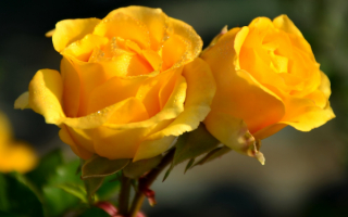 Желтые розы
