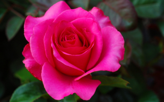 Розовая роза