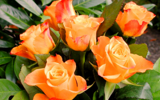 Бутоны оранжевых роз