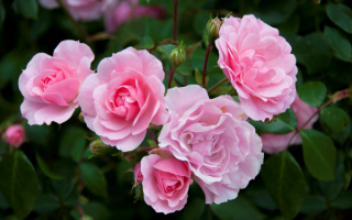 Куст розовых роз