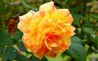 Роза желто-красная гибридная