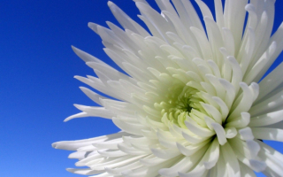 Астра белая