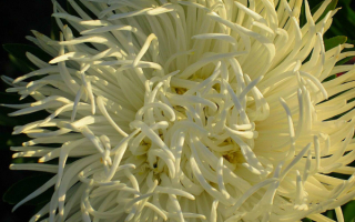 Астра игольчатая белая