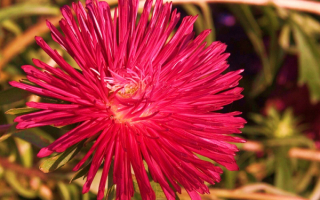 Астра игольчатая красная