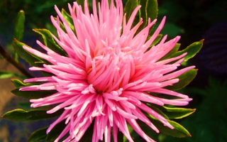 Астра игольчатая розовая