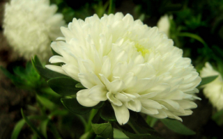 Астры белые пионовидные