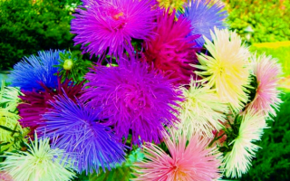 Астры игольчатые разноцветные