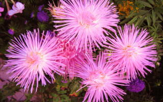 Астры игольчатые