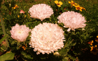 Астры китайские