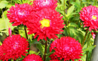 Астры красные однолетние