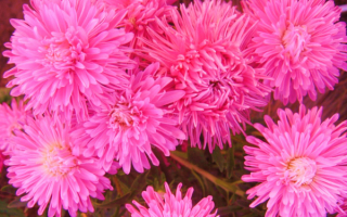 Астры однолетние розовые