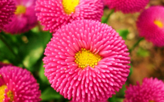 Астры трубчатые