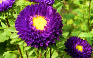 Астры фиолетовые