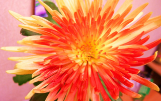 Астра - звездный цветок осени