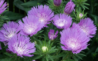 Красивые цветы астры