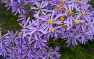 Многолетние цветы астры