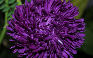 Цветок астра фиолетовый