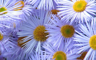 Астры белые