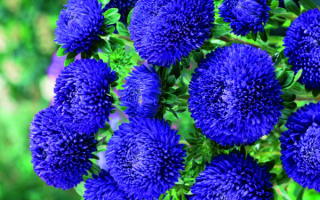 Астры крупноцветковые синие