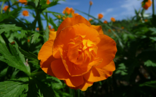 Оранжевый цветок