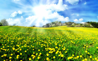 Солнечные цветы одуванчики