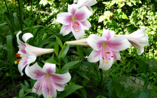 Лилии тубчатые бело-розовые