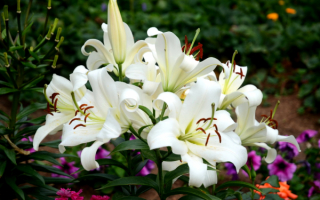 Белые лилии на садовой клумбе