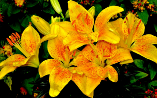 Желтые лилии крапленые