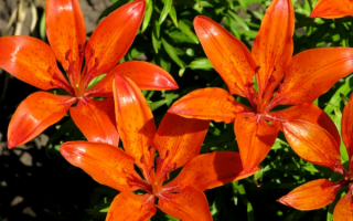 Лилии оранжевые