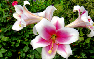 Лилия длинноцветковая гибрид