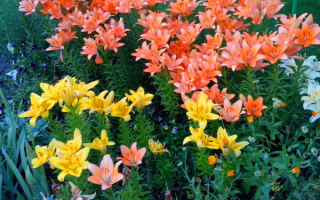 Лилии разноцветные