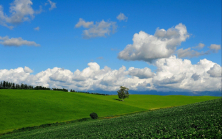 Зеленые поля