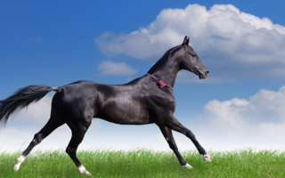 Лошадь в поле