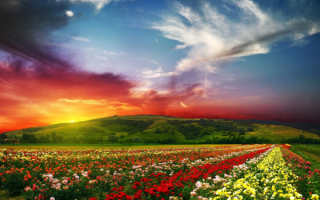 Розы в поле