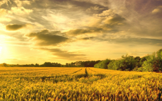 Хлебное поле