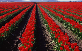 Цветочное поле