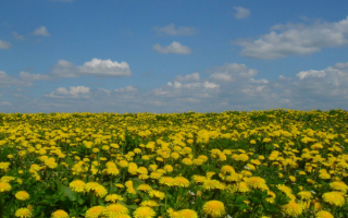 Поле одуванчиков