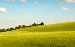 Зеленый холм