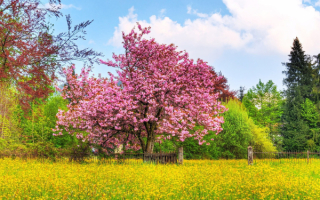 Цветущее поле