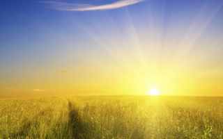 Пшеничное поле