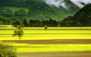 Поле в долине