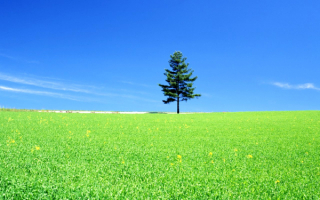 В поле одинокая сосна
