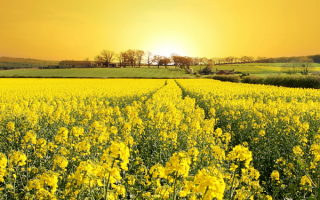 Желтое поле рапса