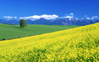 Желтое поле