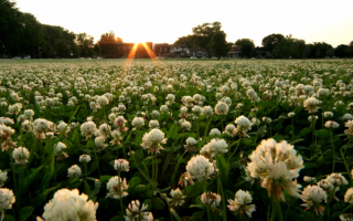 Поле клевера