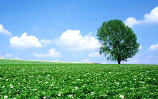 Поле цветущей картошки