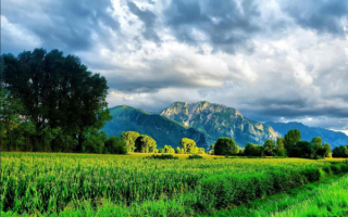 Растет в поле кукуруза